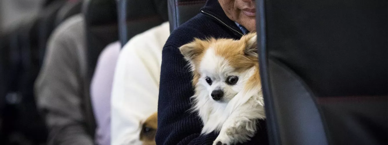 Perro de apoyo emocional en cabina de avión con certificado médico de MedicoExpress